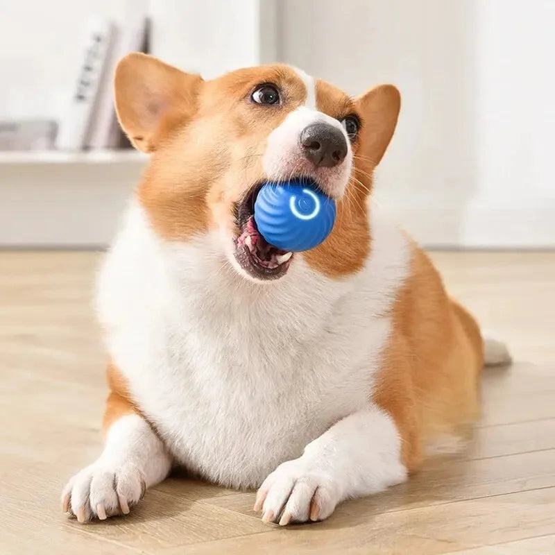 Bola de brinquedo inteligente para cachorro